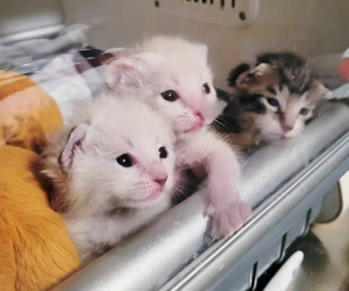 Illustration de l'article : 4 chatons abandonnés après une tempête trouvent le réconfort dans un foyer aimant