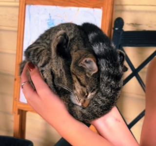 Illustration de l'article : L'étrange position d'un chat se transformant en hérisson chaque fois qu'il s'endort (vidéo)