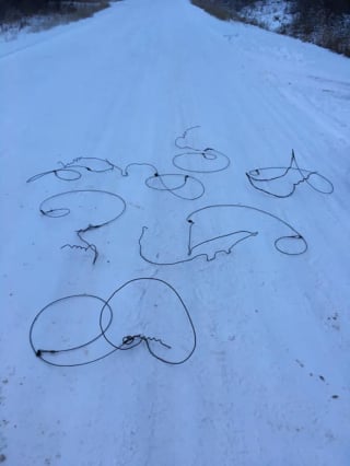 Illustration de l'article : Un maître en colère adresse un message au poseur de pièges à loups ayant failli coûter la vie à son chien