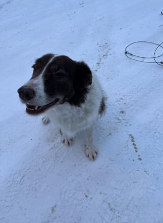 Illustration de l'article : Un maître en colère adresse un message au poseur de pièges à loups ayant failli coûter la vie à son chien