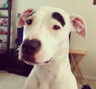 Illustration de l'article : 13 photos de chats et de chien montrant que la nature s’amuse à bien faire les choses