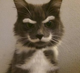 Illustration de l'article : 13 photos de chats et de chien montrant que la nature s’amuse à bien faire les choses
