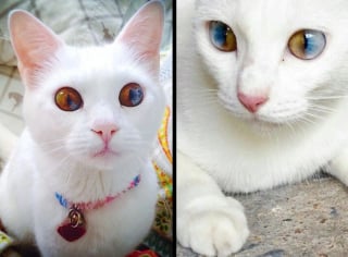 Illustration de l'article : 13 photos de chats et de chien montrant que la nature s’amuse à bien faire les choses
