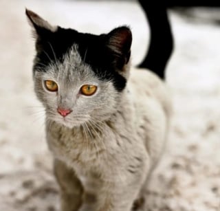 Illustration de l'article : 13 photos de chats et de chien montrant que la nature s’amuse à bien faire les choses