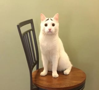 Illustration de l'article : 13 photos de chats et de chien montrant que la nature s’amuse à bien faire les choses