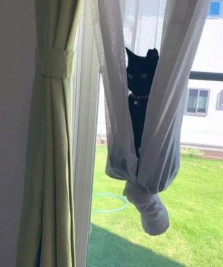 Illustration de l'article : 15 photos amusantes et attendrissantes de chats qui égayeront votre journée
