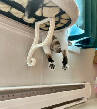 Illustration de l'article : 15 photos de chats qui se sont déjà mis en mode hiver