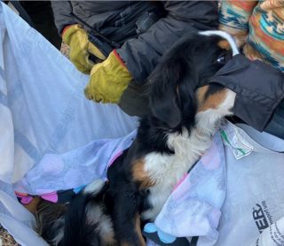Illustration de l'article : Des randonneurs en montagne viennent en aide à une chienne perdue et blessée qui leur donne du fil à retordre