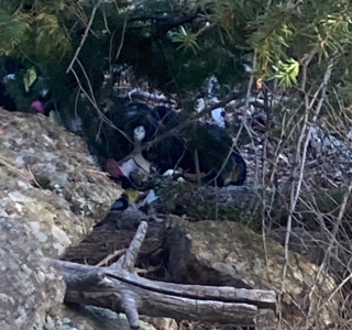 Illustration de l'article : Des randonneurs en montagne viennent en aide à une chienne perdue et blessée qui leur donne du fil à retordre
