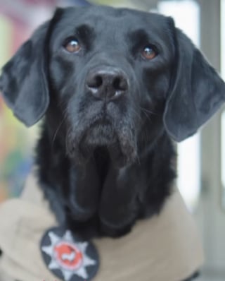 Illustration de l'article : Retraite et distinction bien méritées pour Reqs, chien enquêteur ayant travaillé sur 500 incendies