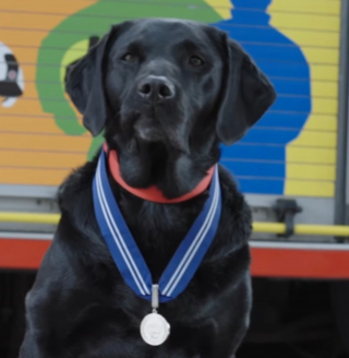 Illustration de l'article : Retraite et distinction bien méritées pour Reqs, chien enquêteur ayant travaillé sur 500 incendies