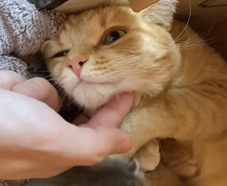 Illustration de l'article : Une chatte débrouillarde cherche un endroit paisible pour élever ses petits et tombe sur la bonne personne
