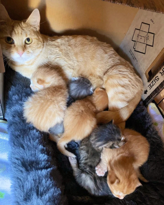 Illustration de l'article : Une chatte débrouillarde cherche un endroit paisible pour élever ses petits et tombe sur la bonne personne