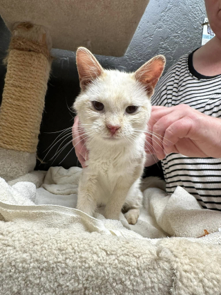Illustration de l'article : Un chat passe 5 jours sans boire ni manger au sommet d’un arbre, un bon samaritain décide d’agir