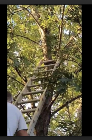 Illustration de l'article : Un chat passe 5 jours sans boire ni manger au sommet d’un arbre, un bon samaritain décide d’agir