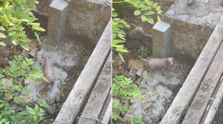 Illustration de l'article : L'amour et les soins transforment une chienne bloquée dans un fossé et ayant perdu son pelage