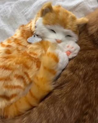 Illustration de l'article : La réaction d'un chat surprend son maître qui a voulu le piéger en lui présentant un faux congénère (vidéo)