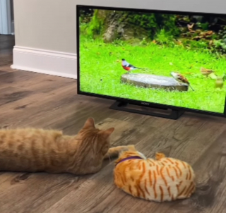 Illustration de l'article : La réaction d'un chat surprend son maître qui a voulu le piéger en lui présentant un faux congénère (vidéo)