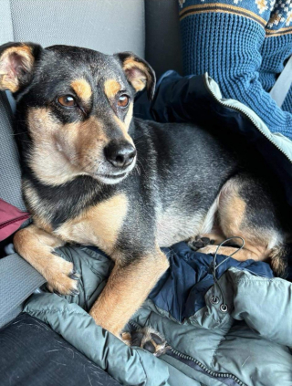 Illustration de l'article : L'histoire émouvante d'un chien perdu après un accident et autour duquel s'est créé un formidable élan solidaire