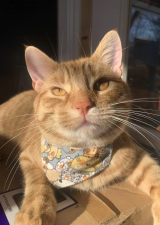 Illustration de l'article : Un chat émeut sa propriétaire en adoptant un objet laissé par sa défunte grand-mère