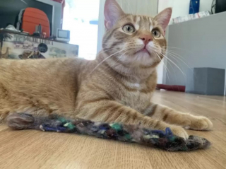 Illustration de l'article : Un chat émeut sa propriétaire en adoptant un objet laissé par sa défunte grand-mère