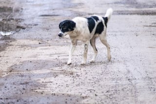 Illustration de l'article : La visite émouvante d'un chien errant à la famille endeuillée du motard qui a tout fait pour l'éviter