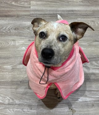 Illustration de l'article : La solution insolite pour une chienne qui n'aime pas les serviettes et sème le chaos après chaque bain