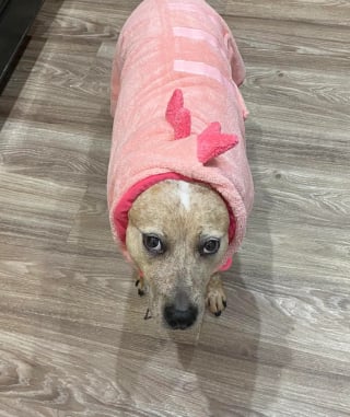 Illustration de l'article : La solution insolite pour une chienne qui n'aime pas les serviettes et sème le chaos après chaque bain