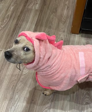 Illustration de l'article : La solution insolite pour une chienne qui n'aime pas les serviettes et sème le chaos après chaque bain