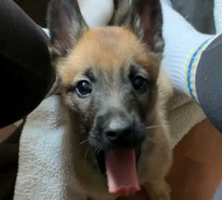 Illustration de l'article : Un chiot de 3 semaines abandonné et avec des difficultés pour tenir sur ses pattes reprend espoir seulement 38 jours après sa découverte