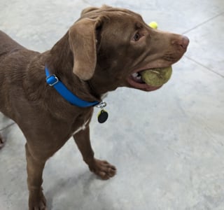 Illustration de l'article : Un chien piégé par la glace déclenche héroïque d'un policier vêtu d'une combinaison spéciale