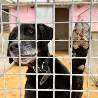 Illustration de l'article : L’une des plus grandes associations de sauvetage animal craint une recrudescence des abandons l’hiver prochain