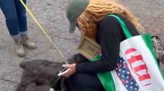 Illustration de l'article : La maîtresse d'un chien sénior disparu lors d'un vol de voiture vit dans l'attente d'un dénouement