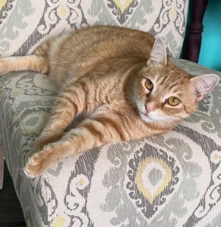 Illustration de l'article : Après plus de 2 ans d’attente, ce chat comprend qu’une famille vient pour lui et l’adopte immédiatement