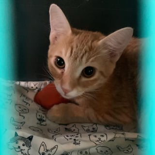 Illustration de l'article : Après plus de 2 ans d’attente, ce chat comprend qu’une famille vient pour lui et l’adopte immédiatement