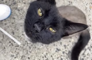 Illustration de l'article : Un chat privé de ses poils par la malnutrition change d'apparence et de vie en offrant son affection