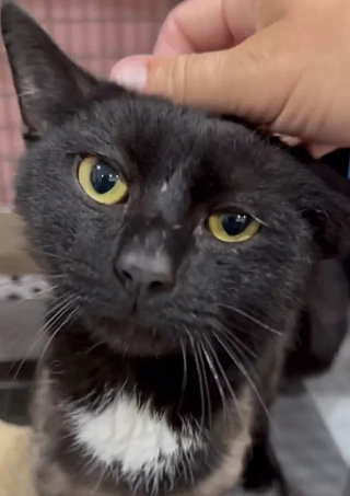 Illustration de l'article : Un chat privé de ses poils par la malnutrition change d'apparence et de vie en offrant son affection