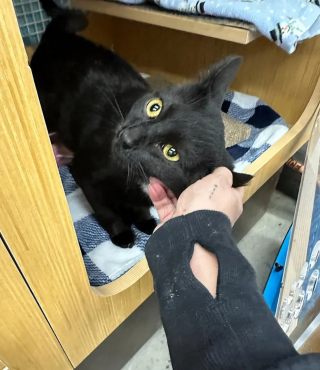 Illustration de l'article : Un chat privé de ses poils par la malnutrition change d'apparence et de vie en offrant son affection