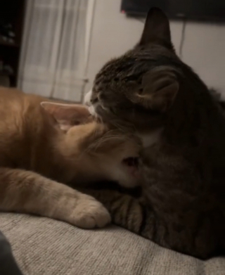 Illustration de l'article : Un chat grincheux et ne tolérant pas ses congénères change d'attitude en rencontrant un chaton (vidéo)