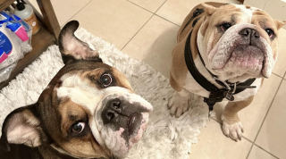 Illustration de l'article : La famille de 2 chiens désemparée après leur enlèvement par des individus armés lors d'une promenade