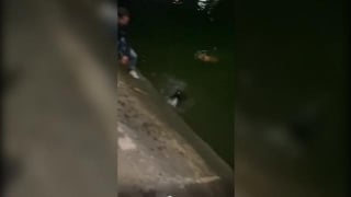 Illustration de l'article : Un homme courageux n’hésite pas à se mettre à l’eau en pleine nuit pour sauver 2 chiens de la noyade 