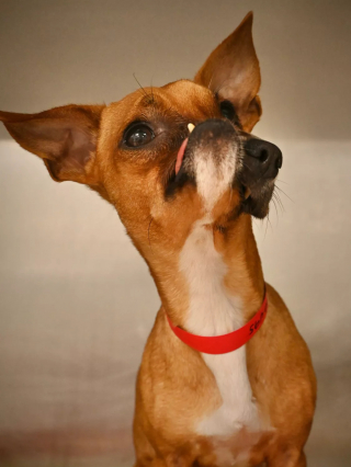 Illustration de l'article : "Il est magique" : L'inspirante histoire d'un chien au visage déformé bien décidé à croquer la vie à pleines dents