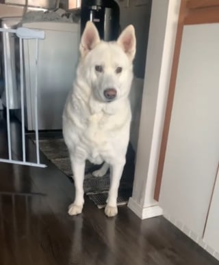 Illustration de l'article : La réaction attendrissante d'un chien trompé par son odorat et pensant que le parquet a été ciré (vidéo)