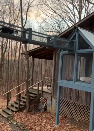 Illustration de l'article : La cabane dans les arbres et le catio de ce refuge pour chats ont de quoi faire des envieux (vidéo)