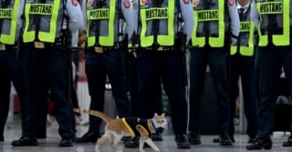 Illustration de l'article : Un chaton errant sauvé dans un parking devient un agent de sécurité très spécial