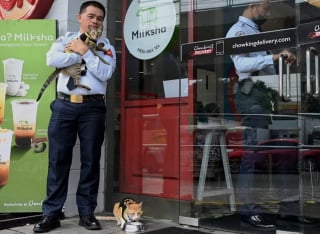 Illustration de l'article : Un chaton errant sauvé dans un parking devient un agent de sécurité très spécial