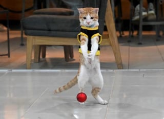 Illustration de l'article : Un chaton errant sauvé dans un parking devient un agent de sécurité très spécial