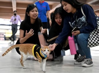 Illustration de l'article : Un chaton errant sauvé dans un parking devient un agent de sécurité très spécial