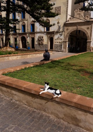 Illustration de l'article : 20 photos de chats errants, prises au Maroc, à peine quelques heures avant le terrible tremblement de terre du 8 septembre 2023