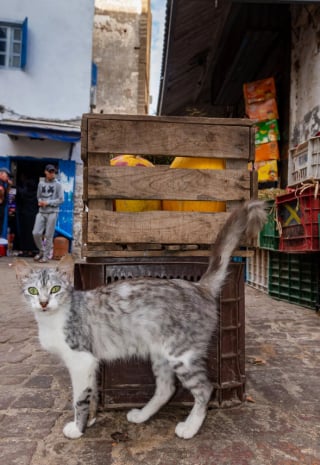 Illustration de l'article : 20 photos de chats errants, prises au Maroc, à peine quelques heures avant le terrible tremblement de terre du 8 septembre 2023